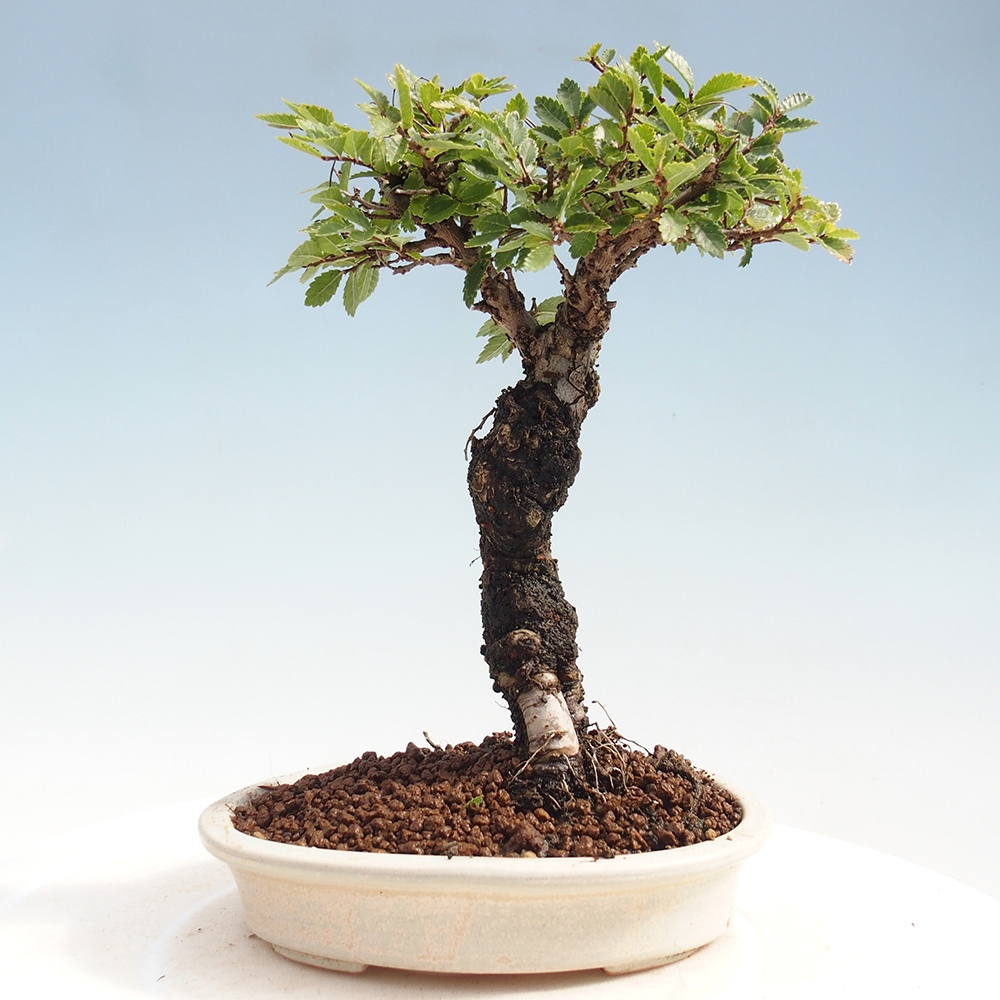 Bonsai da esterno - Zelkova - Zelkova NIRE