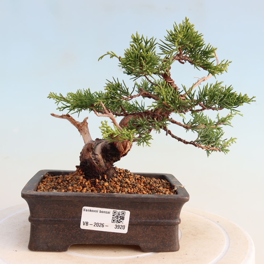 Bonsai da esterno - Juniperus chinensis Itoigawa