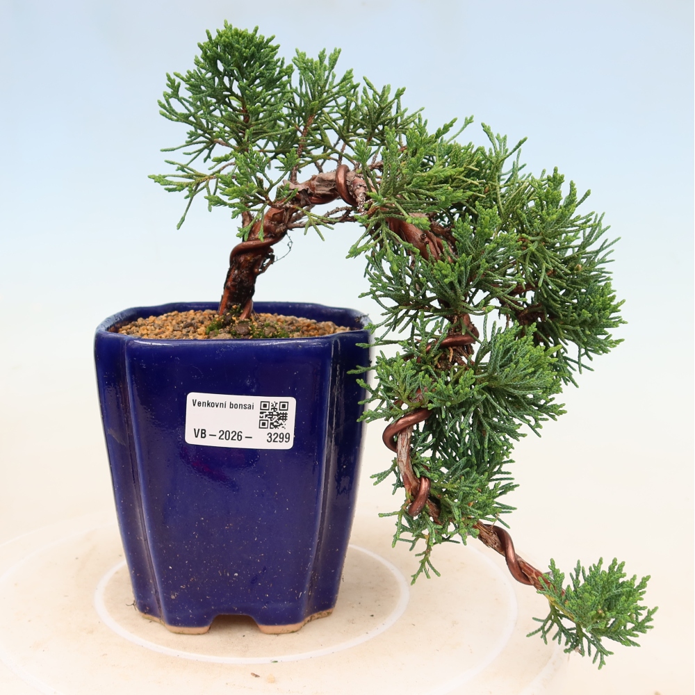 Bonsai da esterno - Juniperus chinensis Kishu