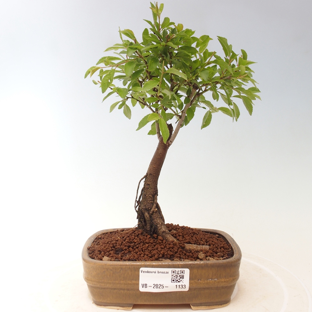 Bonsai da esterno - Prunus spinosa
