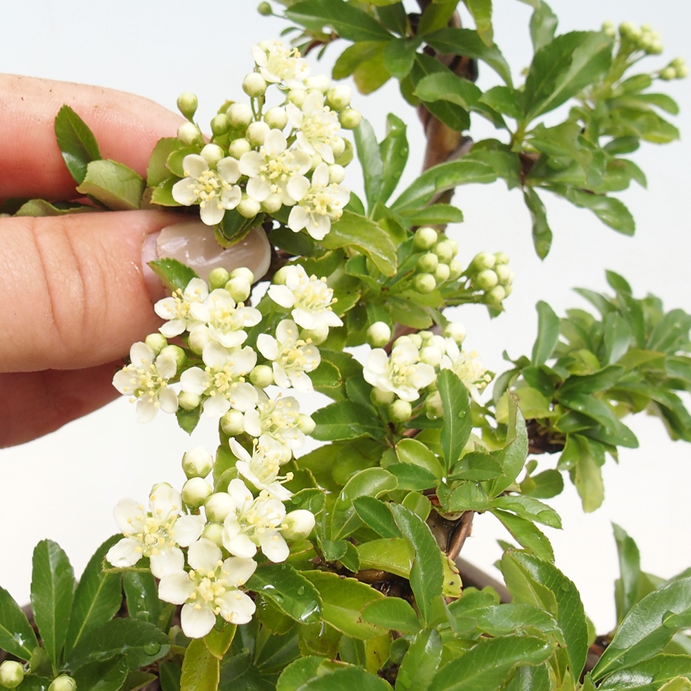 Bonsai da esterno - Pyracantha teton - Pyracantha scarlatta