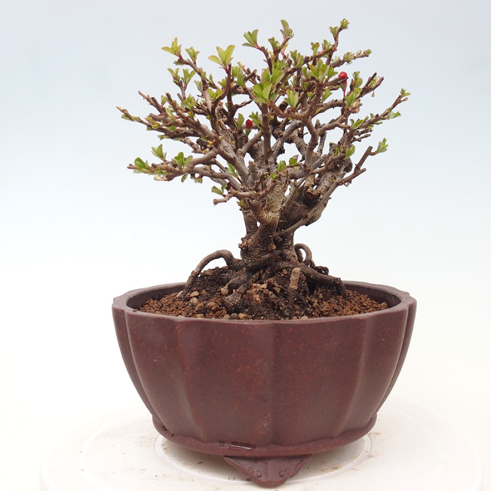 Bonsai da esterno - Chaneomeles speciosa - Cotogno