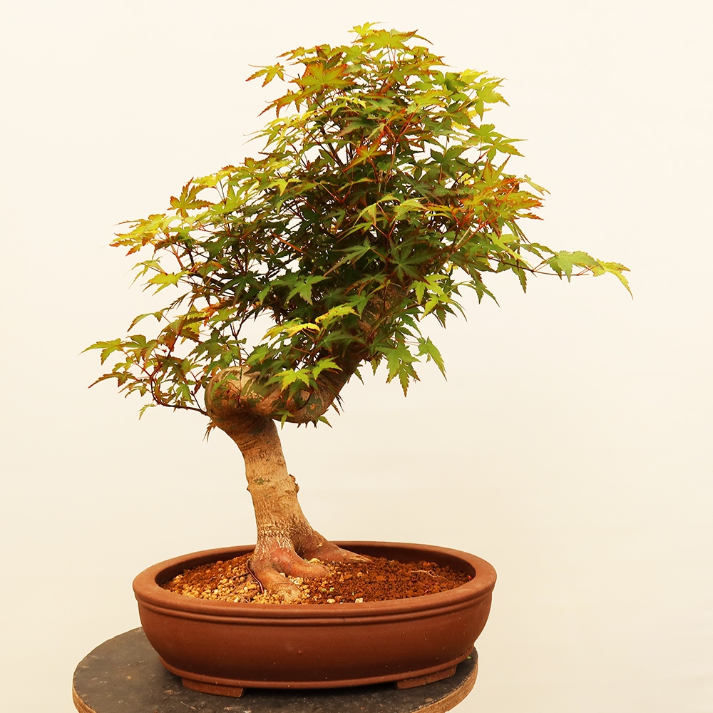 Bonsai da esterno - Acero palmatum - Palme