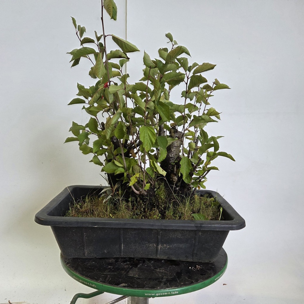 Bonsai da esterno Ciliegio - Prunus aviata