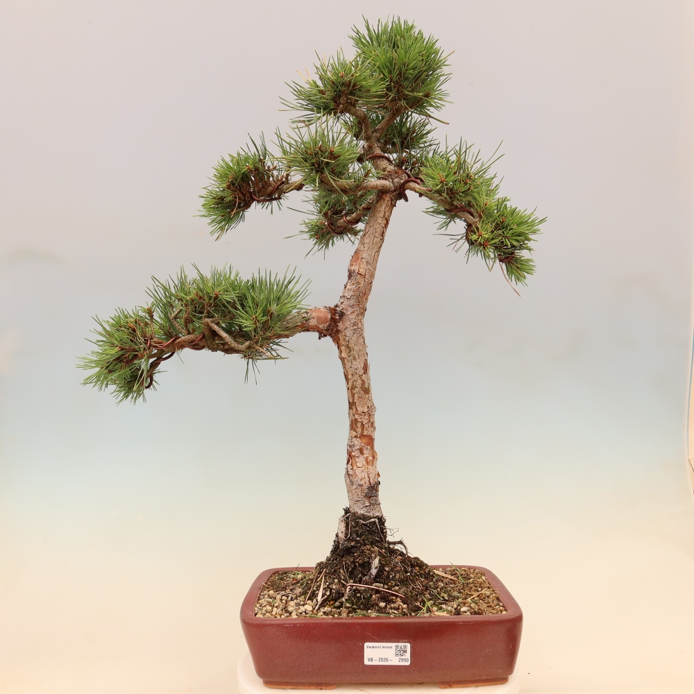 Bonsai da esterno - Pinus Sylvestris Watererri - Pino silvestre