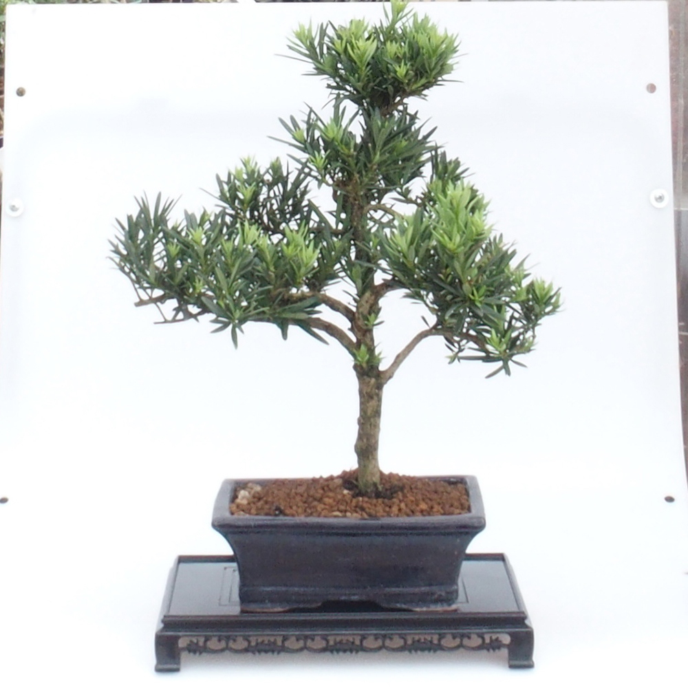 Tavolo bonsai rettangolo in plastica 27 x 17,5 x 4 cm, nero