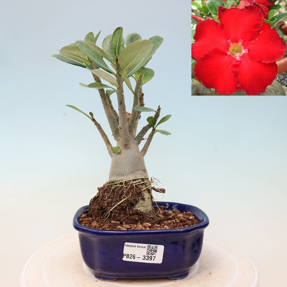 Bonsai da interno - Adenium obesum Red Star - Rosa del deserto