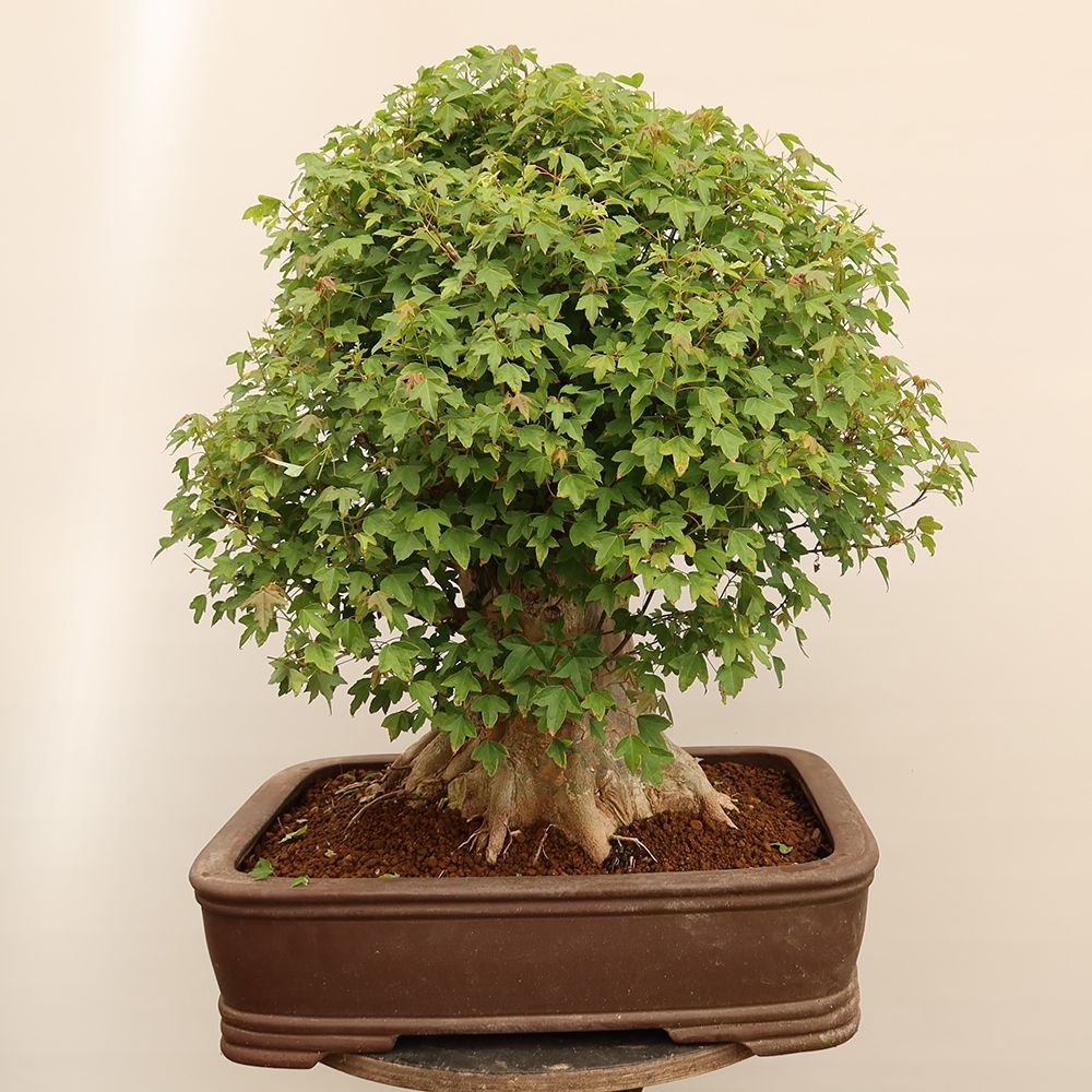Bonsai da esterno - Acero Burger - Acer Burgerianum