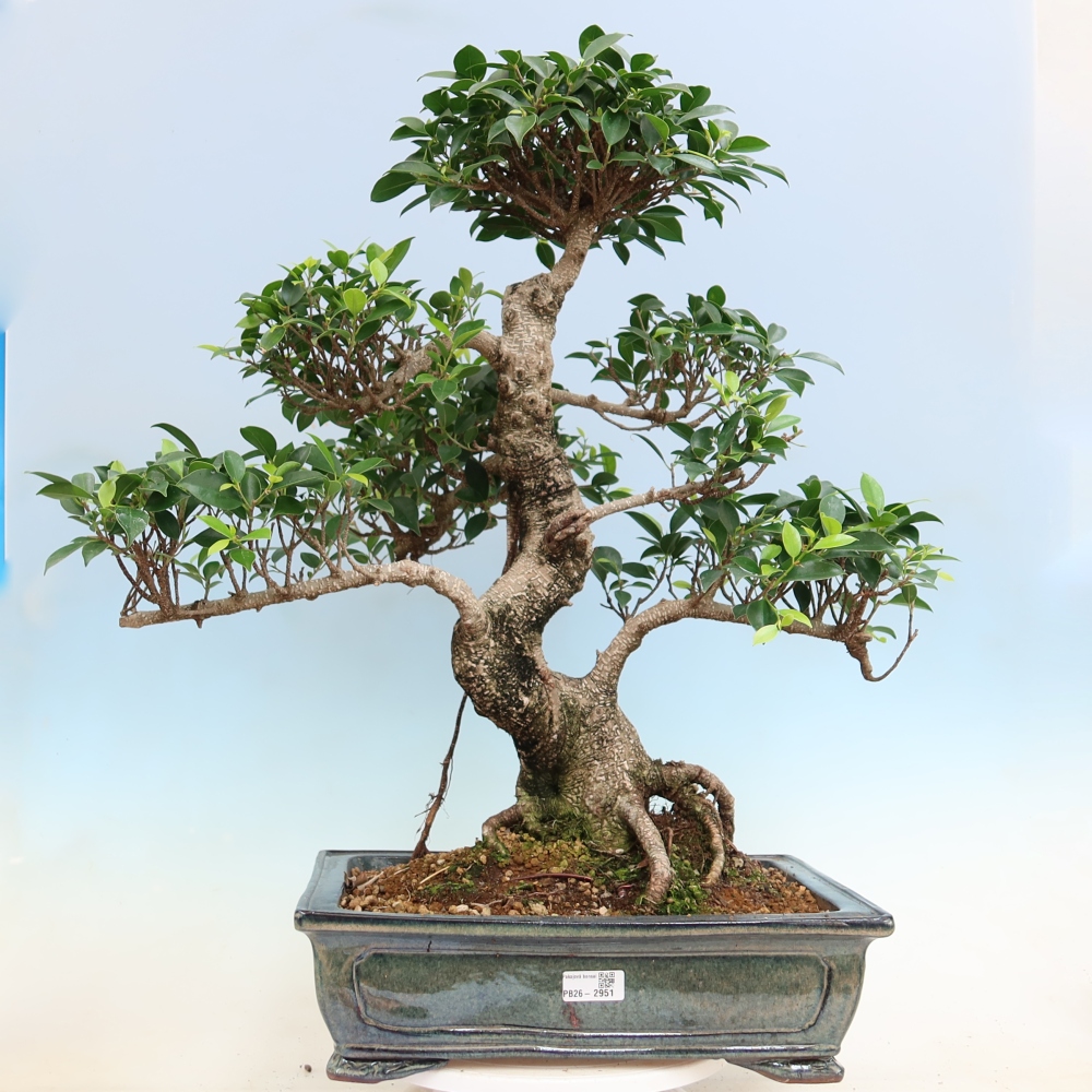 Camera bonsai - Ficus kimmen - ficus a foglie piccole