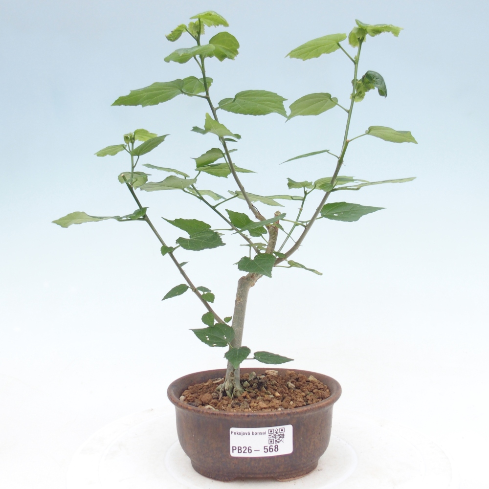 Bonsai da interno - Malvaviscus arboreus