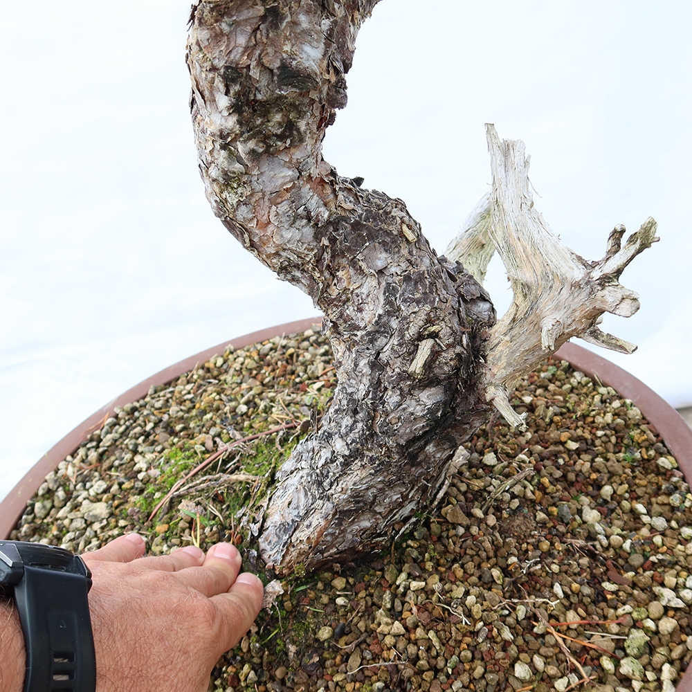 Pinus sylvestris Spagna - pino silvestre
