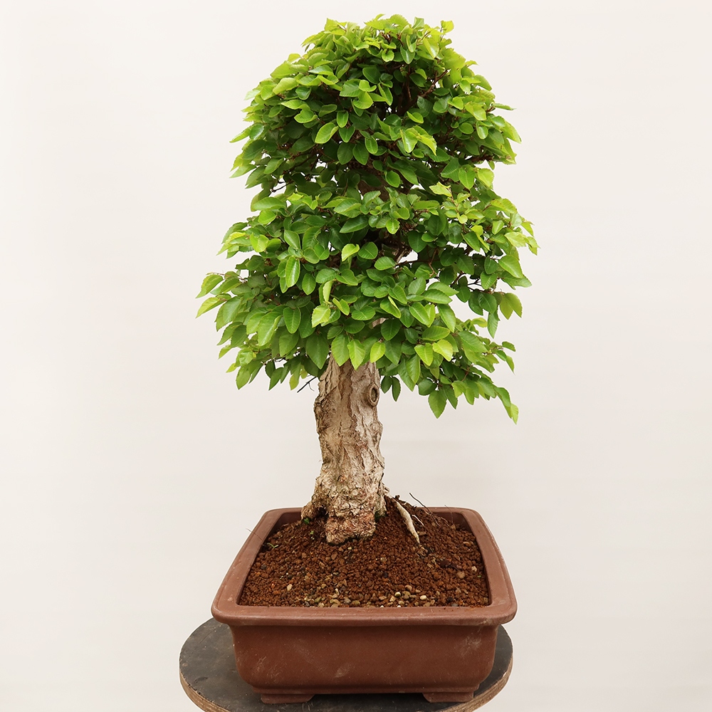 Bonsai da esterno -Carpinus Coreana - Carpino coreano
