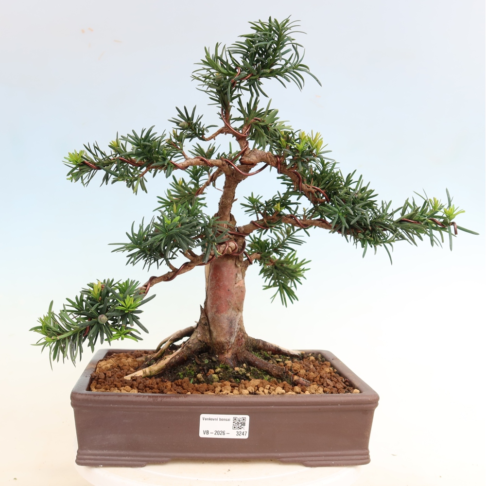 Bonsai da esterno - Taxus cuspidata - Tasso giapponese