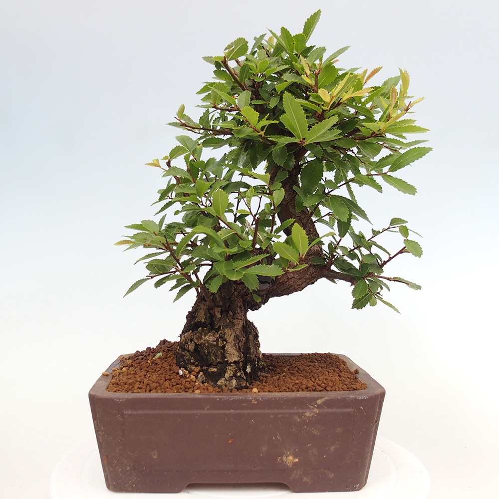 Bonsai da esterno - Zelkova - Zelkova NIRE