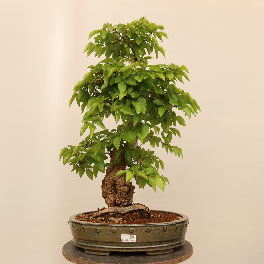 Bonsai da esterno -Carpinus Coreana - Carpino coreano