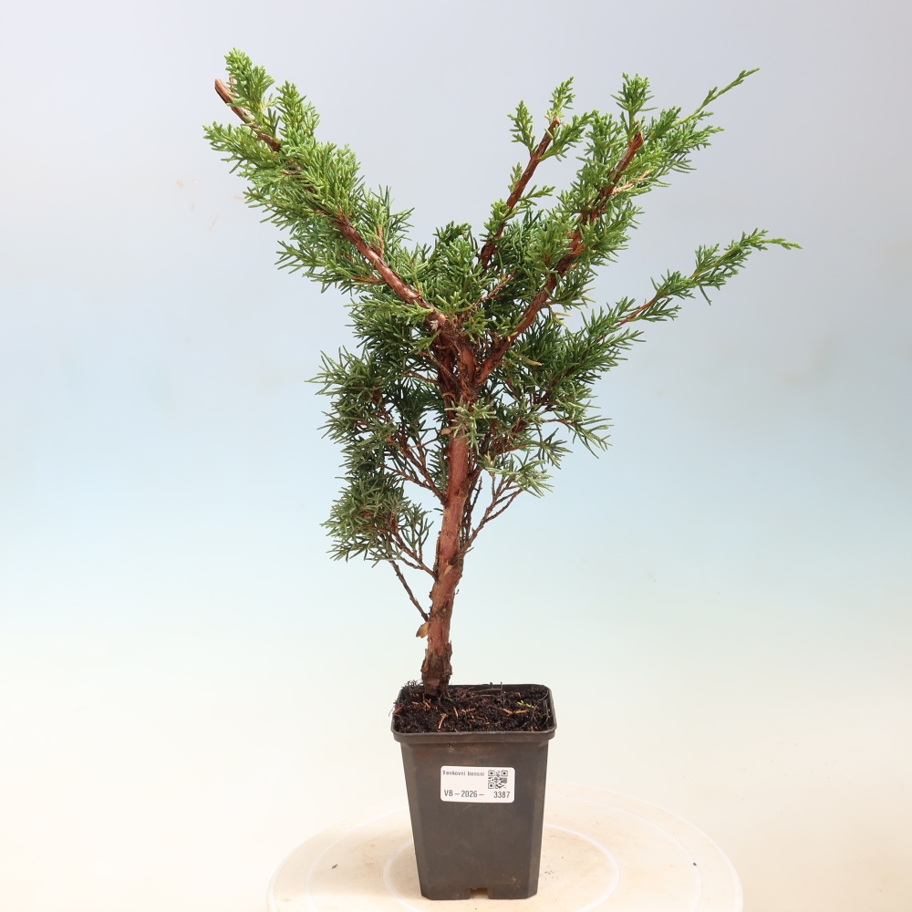 Bonsai da esterno - Juniperus chinensis Kishu