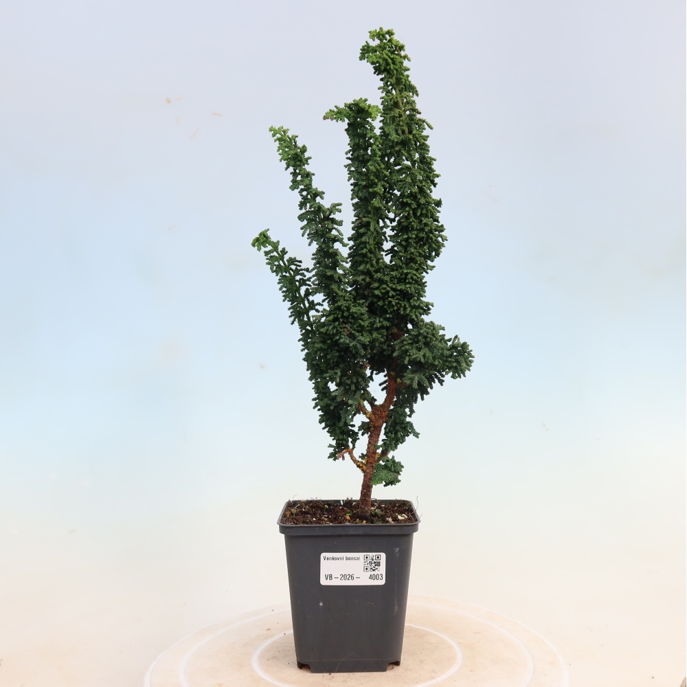 Bonsai da esterno - Cham. obtusa SEKKA HINOKI - Cipresso