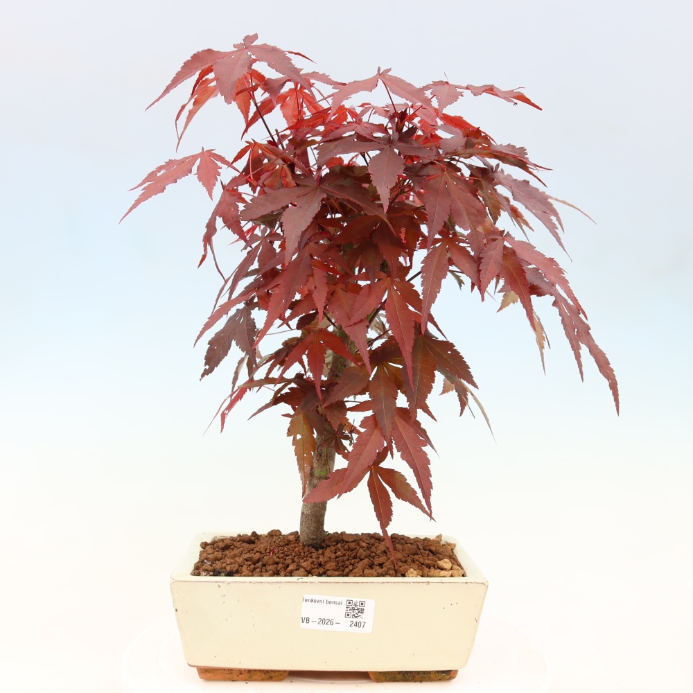 Bonsai da esterno - Palma Acer. Atropurpureum-Javor palmate