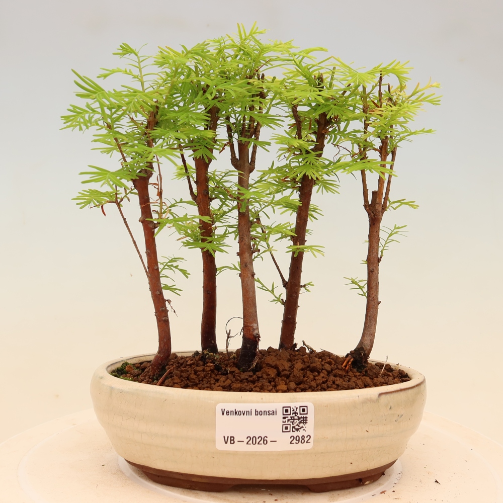 Bonsai da esterno - Metasequoia glyptostroboides - Metasequoia cinese - boschetto