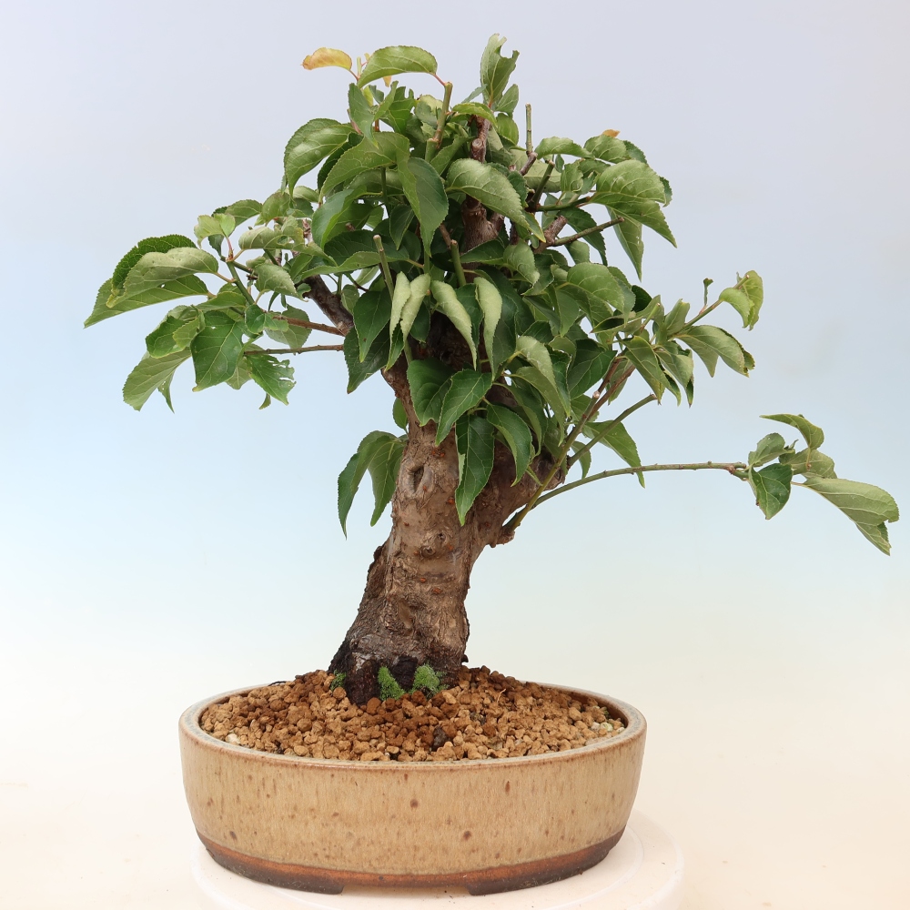 Bonsai da esterno - Albicocco giapponese - Prunus Mume