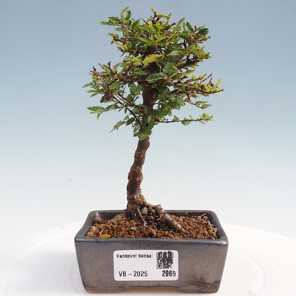 Bonsai da esterno - Ulmus parvifolia Sagei - Olmo a foglie piccole