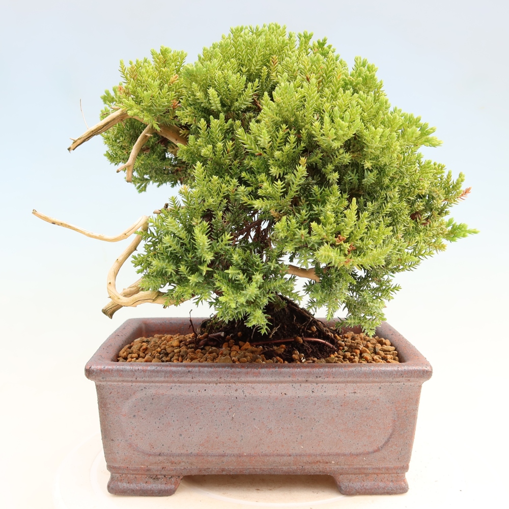 Bonsai da esterno - Juniperus procumbens - Juniperus procumbens