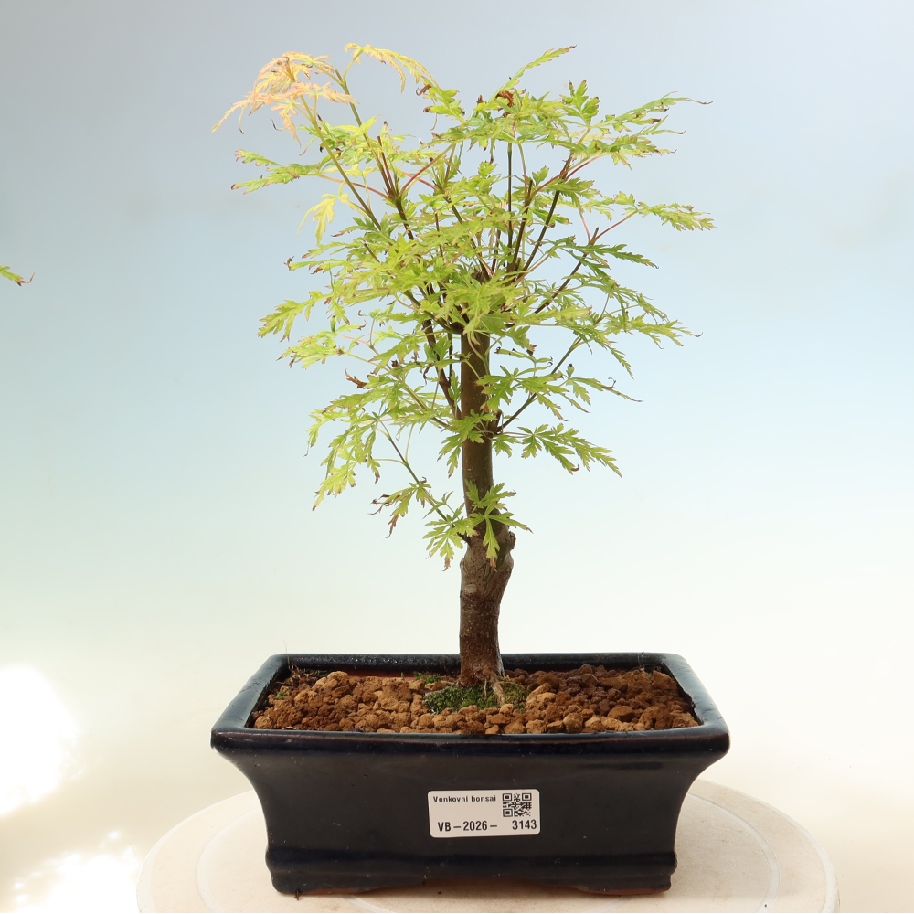 Bonsai da esterno - Acer palmatum Dissectum