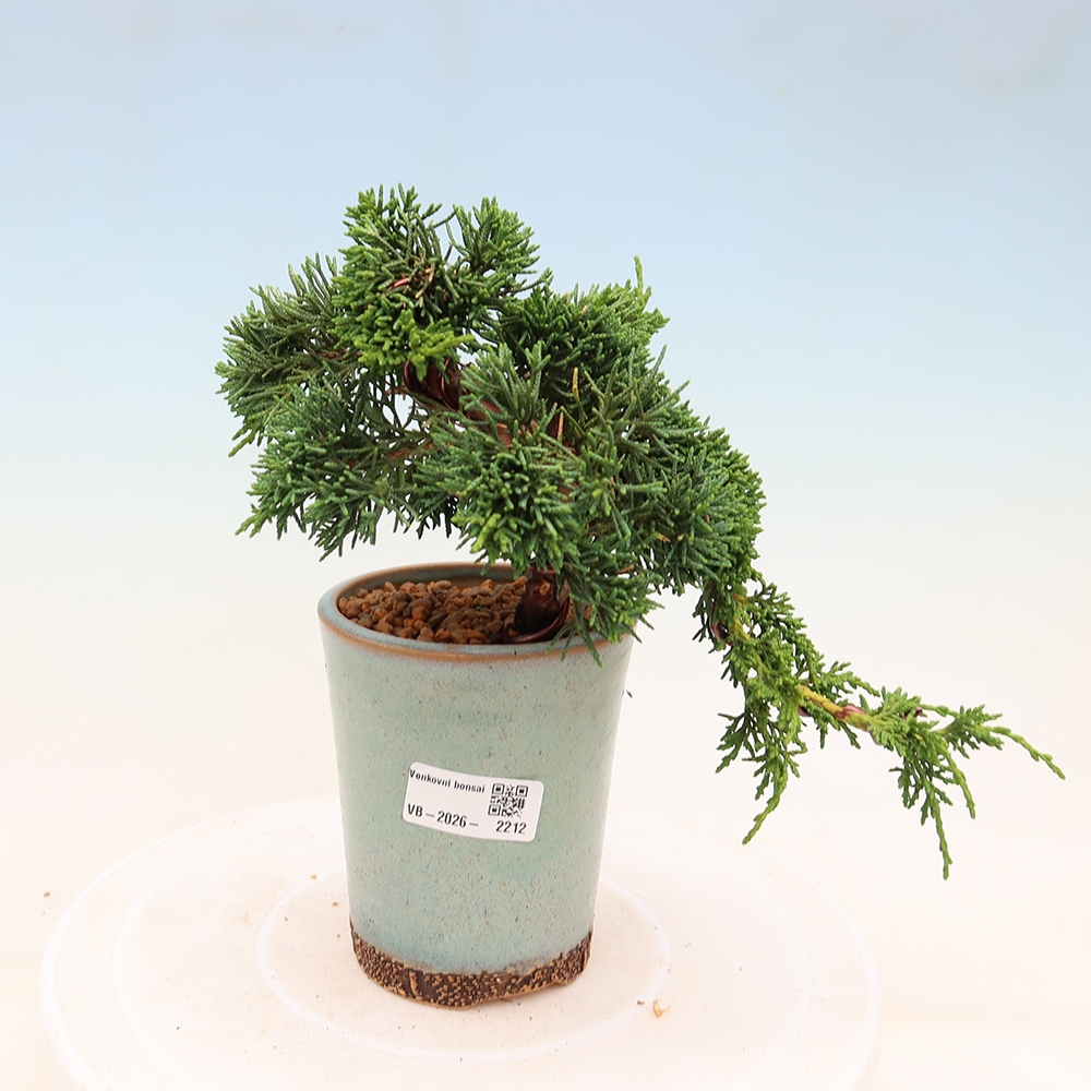 Bonsai da esterno - Juniperus chinensis Kishu