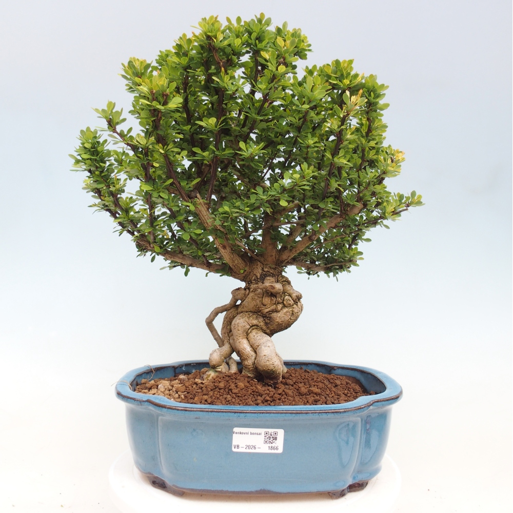 Bonsai da esterno - Berberis coreana