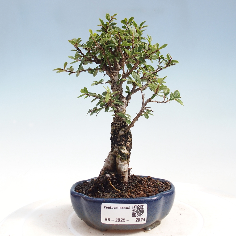 Bonsai da esterno - Zelkova - Zelkova NIRE