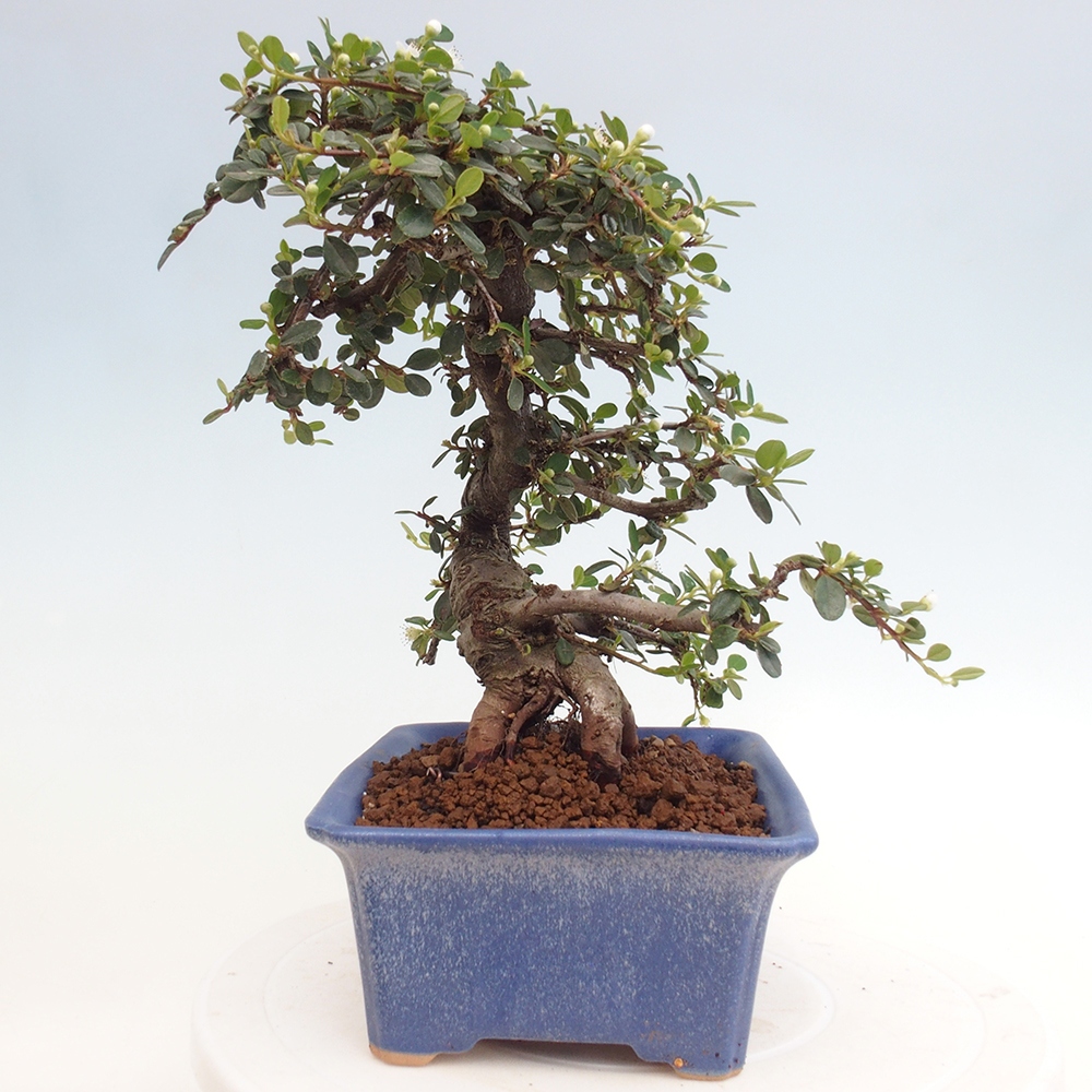 Bonsai da esterno - Cotoneaster dammeri - Roccia di Damer