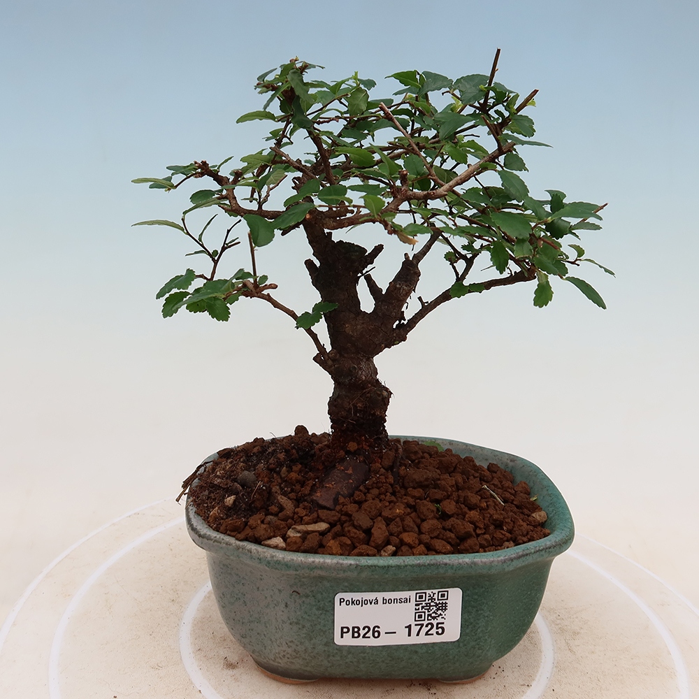 Camera bonsai - Ulmus parvifolia - Olmo a foglie piccole
