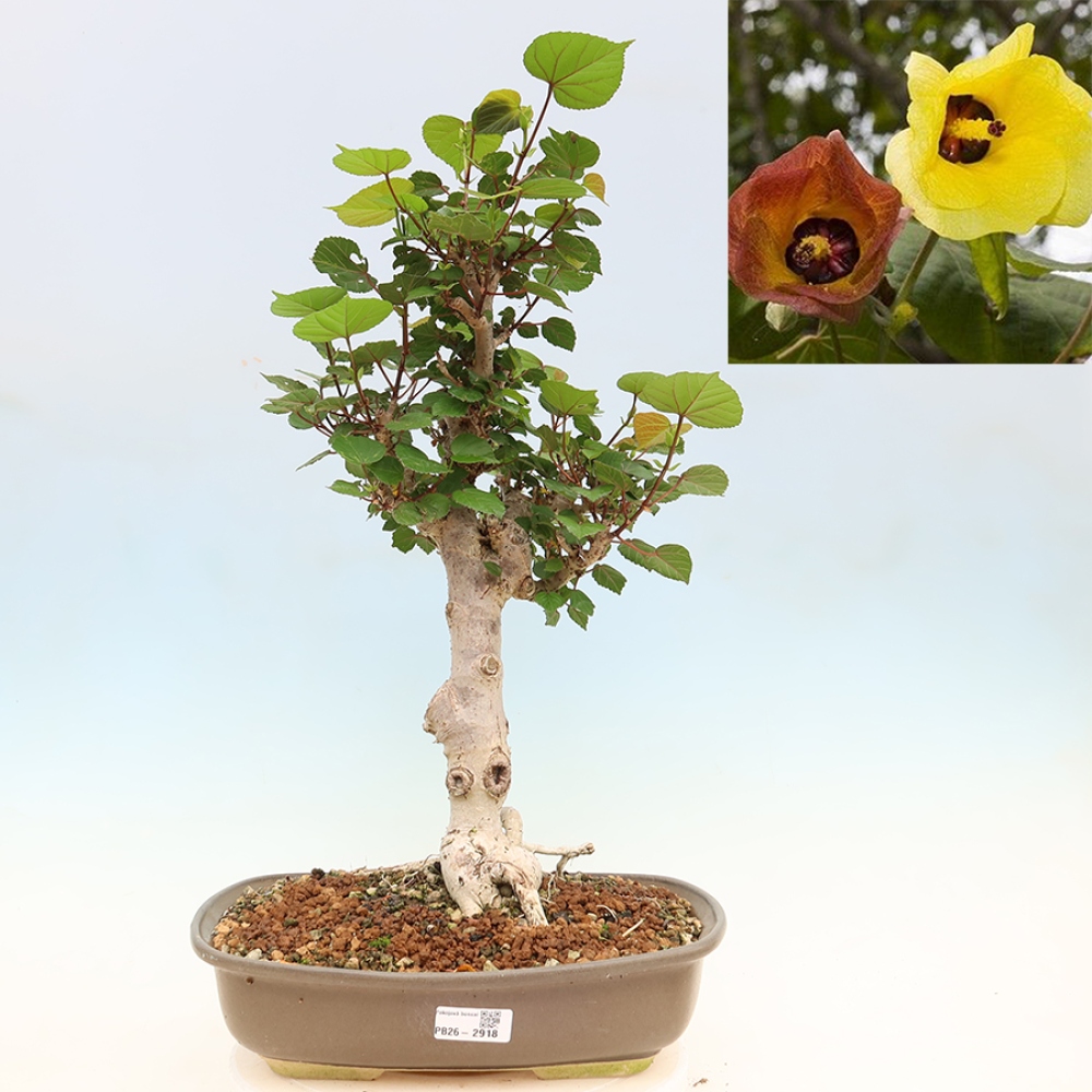 Bonsai da interno - Hibiscus tiliaceus - Ibisco marino
