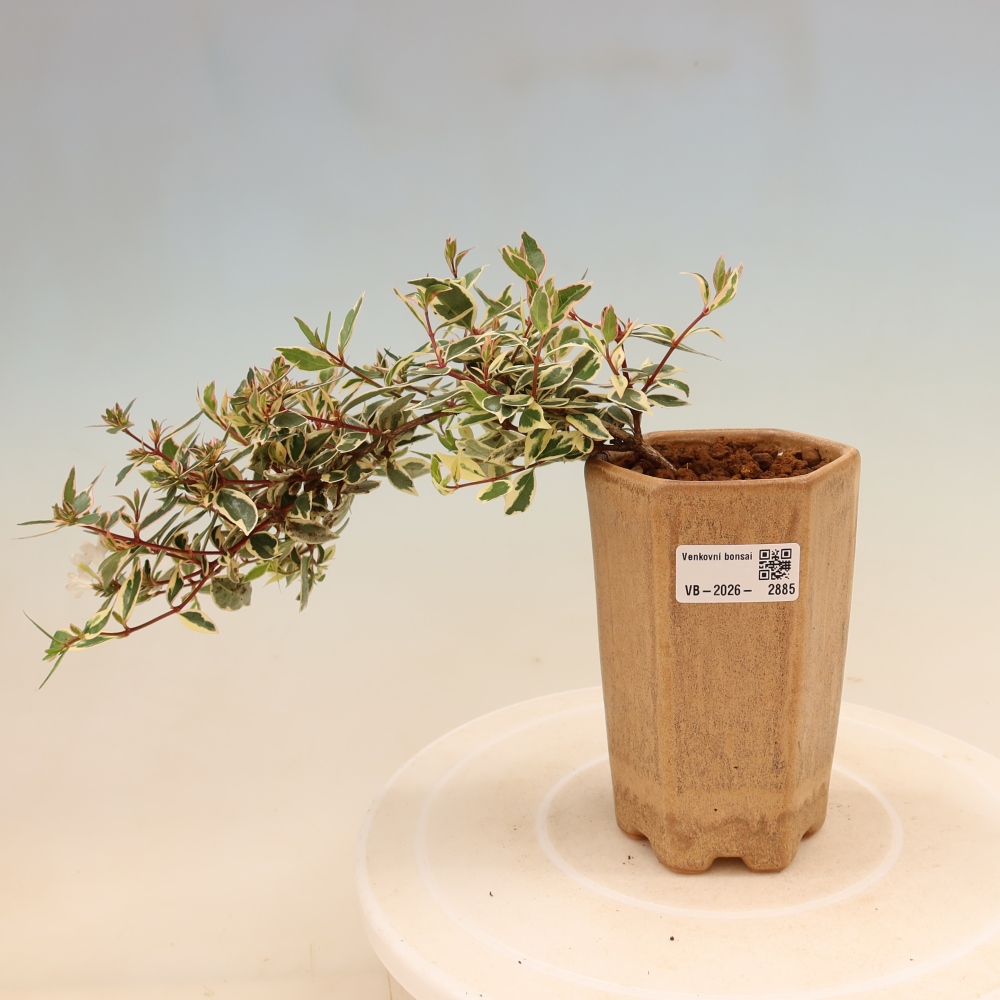 Bonsai da esterno - Abelia gr. Confetti - Abelia a fiore grande