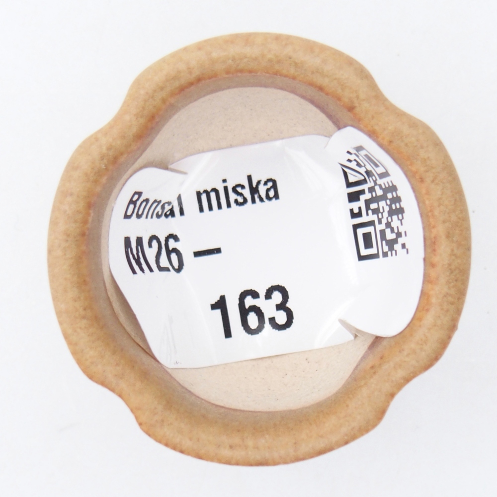 Mini bonsai 3,5 x 3,5 x 2,5 cm, marrone