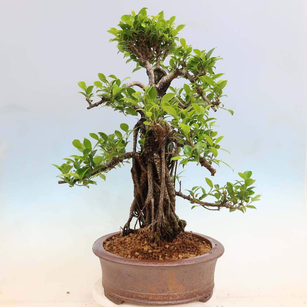 Camera bonsai - Ficus kimmen - ficus a foglie piccole