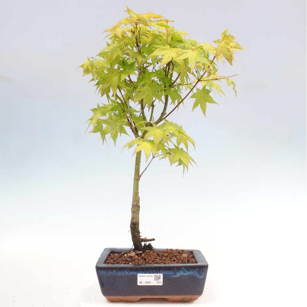 Acer palmatum Aureum - Acero dorato