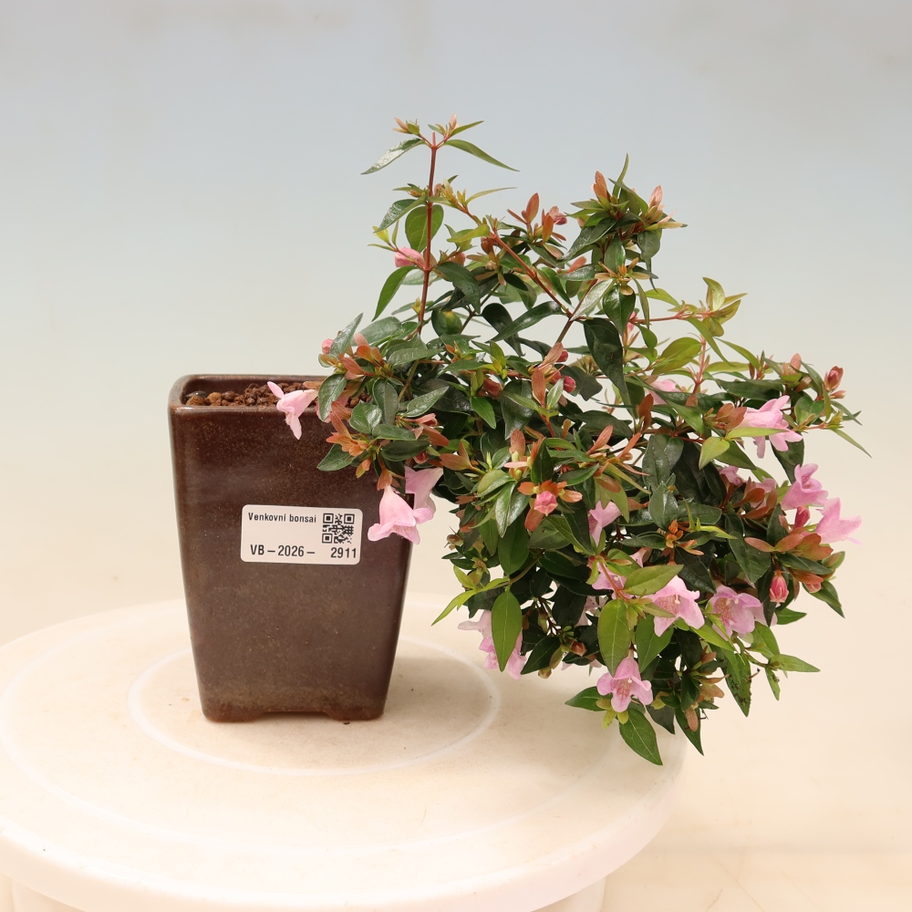 Bonsai da esterno - Abelia Edward Goucher - Abelia a fiore grande