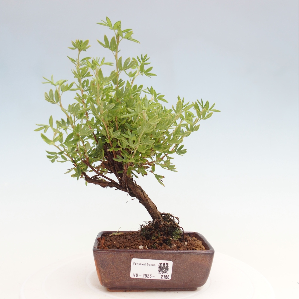 Bonsai da esterno - Potentila fruticosa yellow Bird