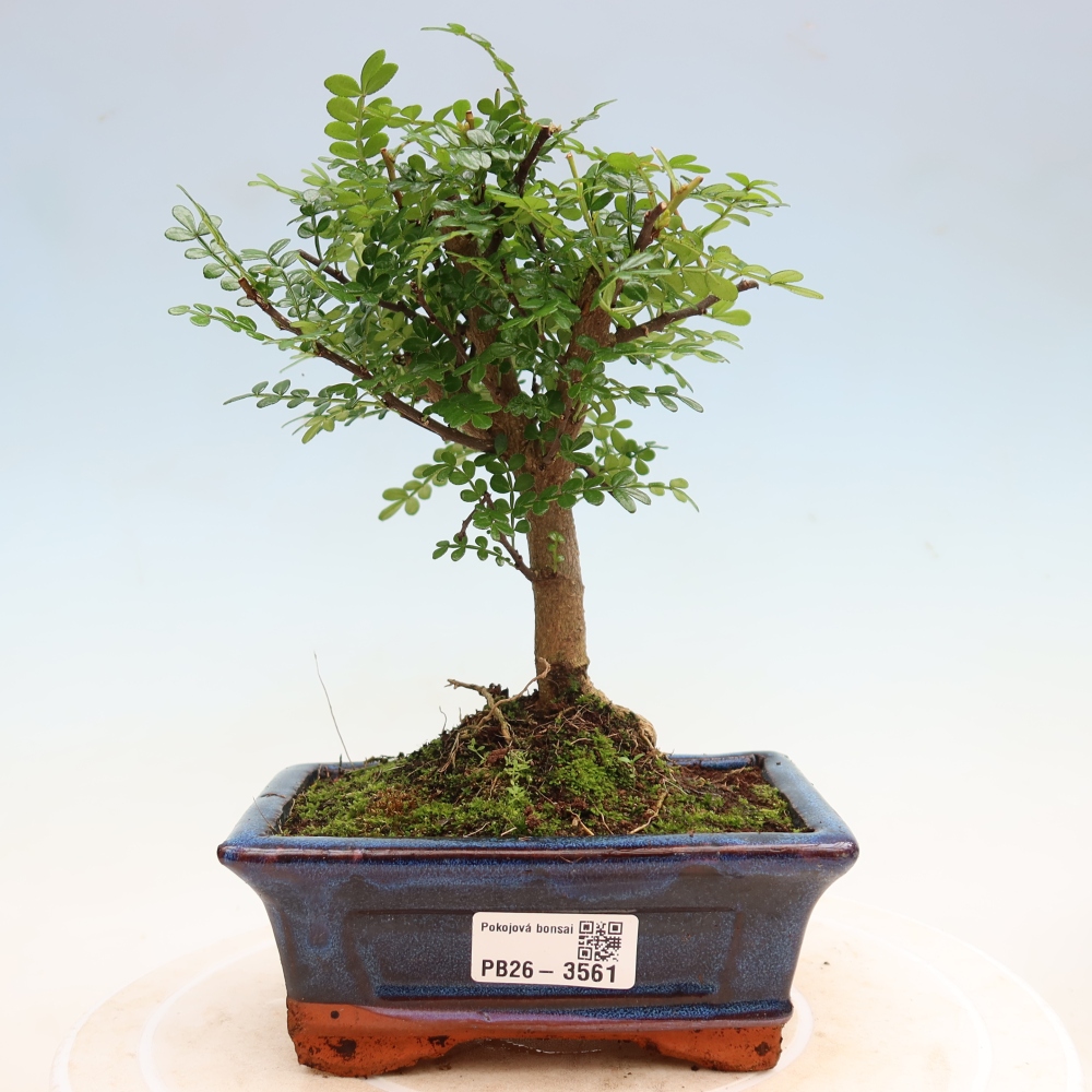 Camera bonsai - Zantoxylum piperitum - albero del pepe