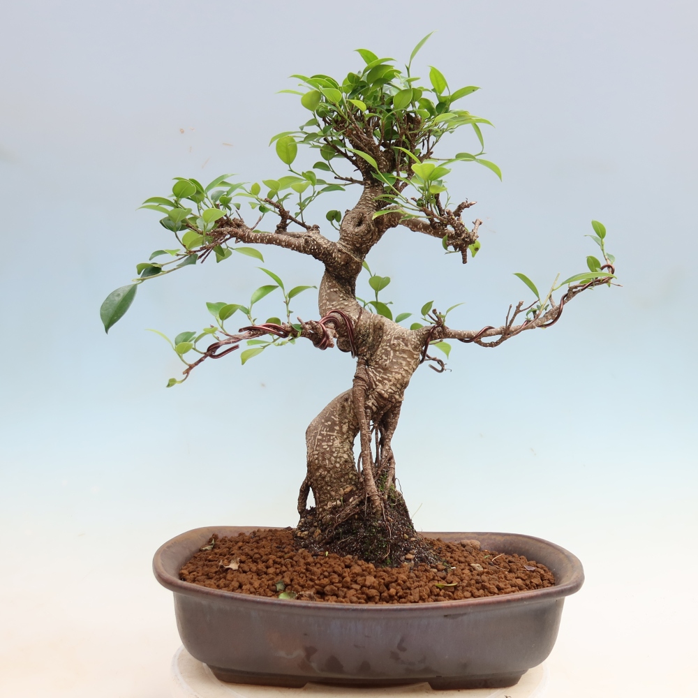 Camera bonsai - Ficus kimmen - ficus a foglie piccole