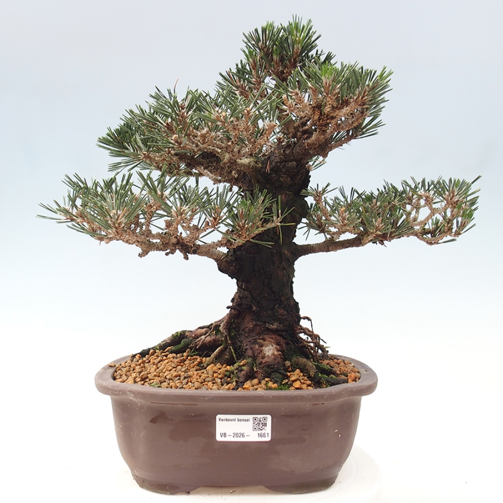 Bonsai da esterno - Pinus thunbergii Kotobuki - Pino di Thunberg