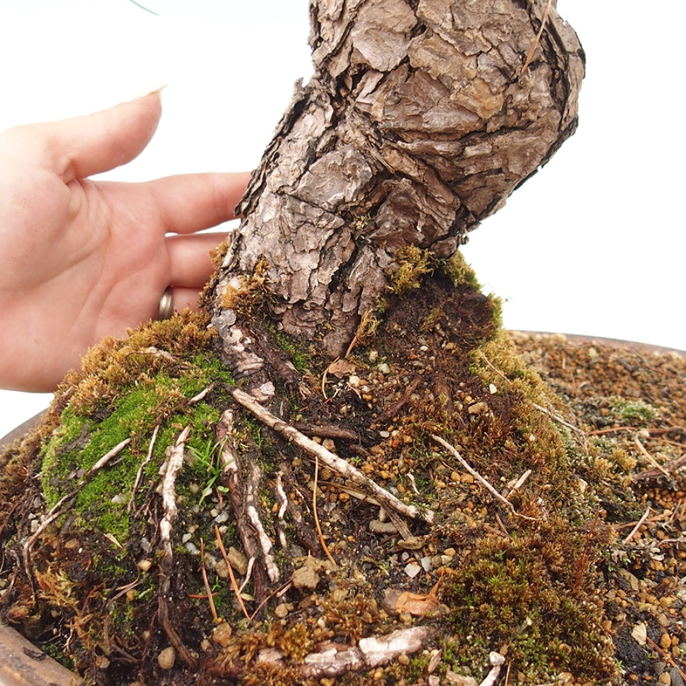 Bonsai da esterno - Pinus parviflora - Pinus parviflora