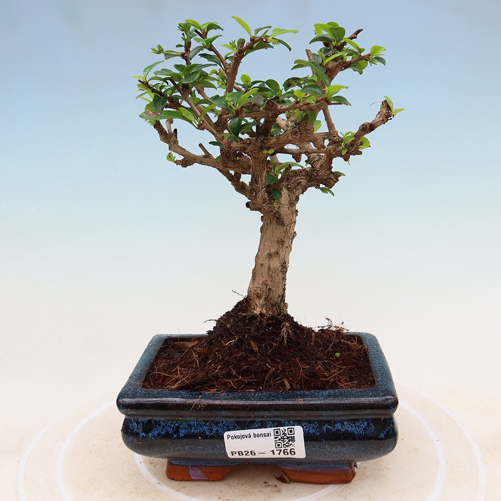 Camera bonsai - Carmona macrophylla - Tea fuki
