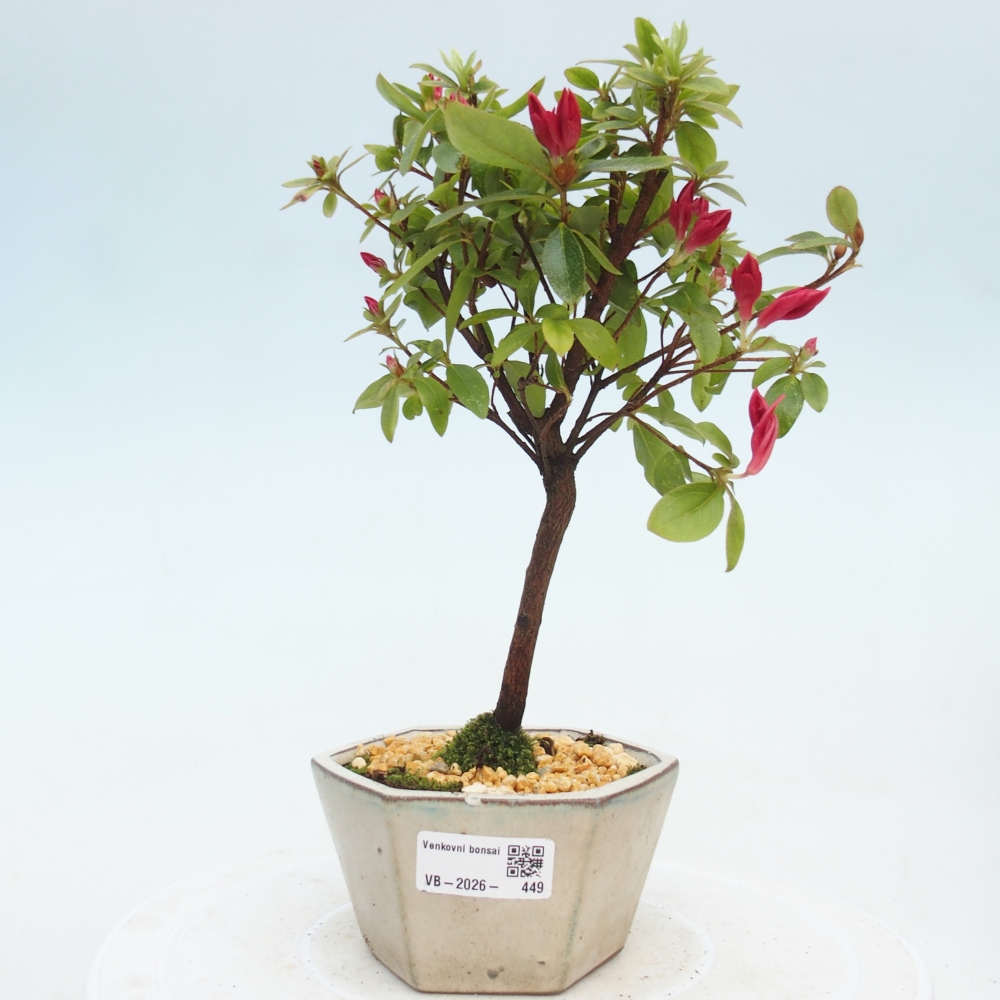 Bonsai da esterno - Azalea giapponese - Azalea sp.