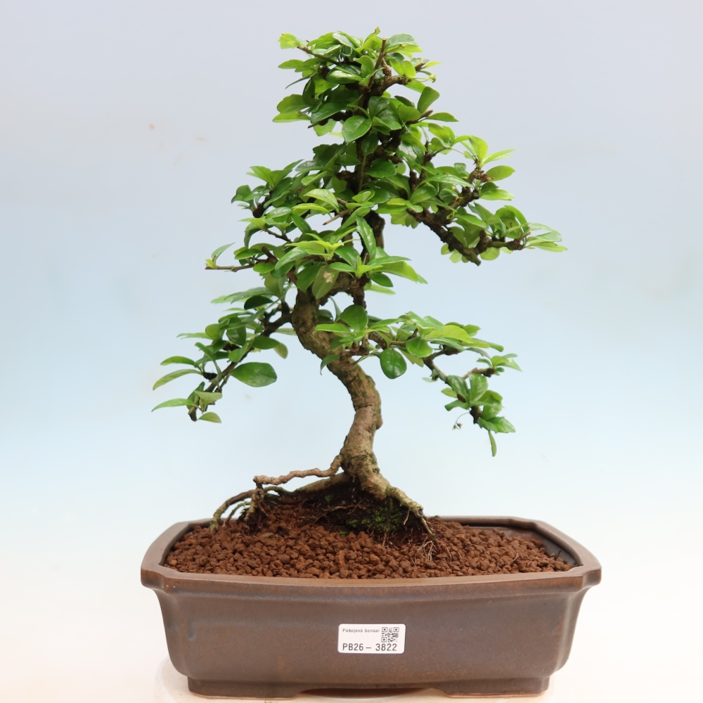 Camera bonsai - Carmona macrophylla - Tea fuki