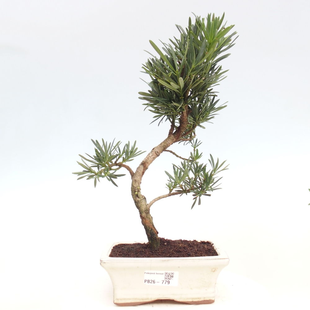 Camera bonsai - Podocarpus - Tasso delle pietre