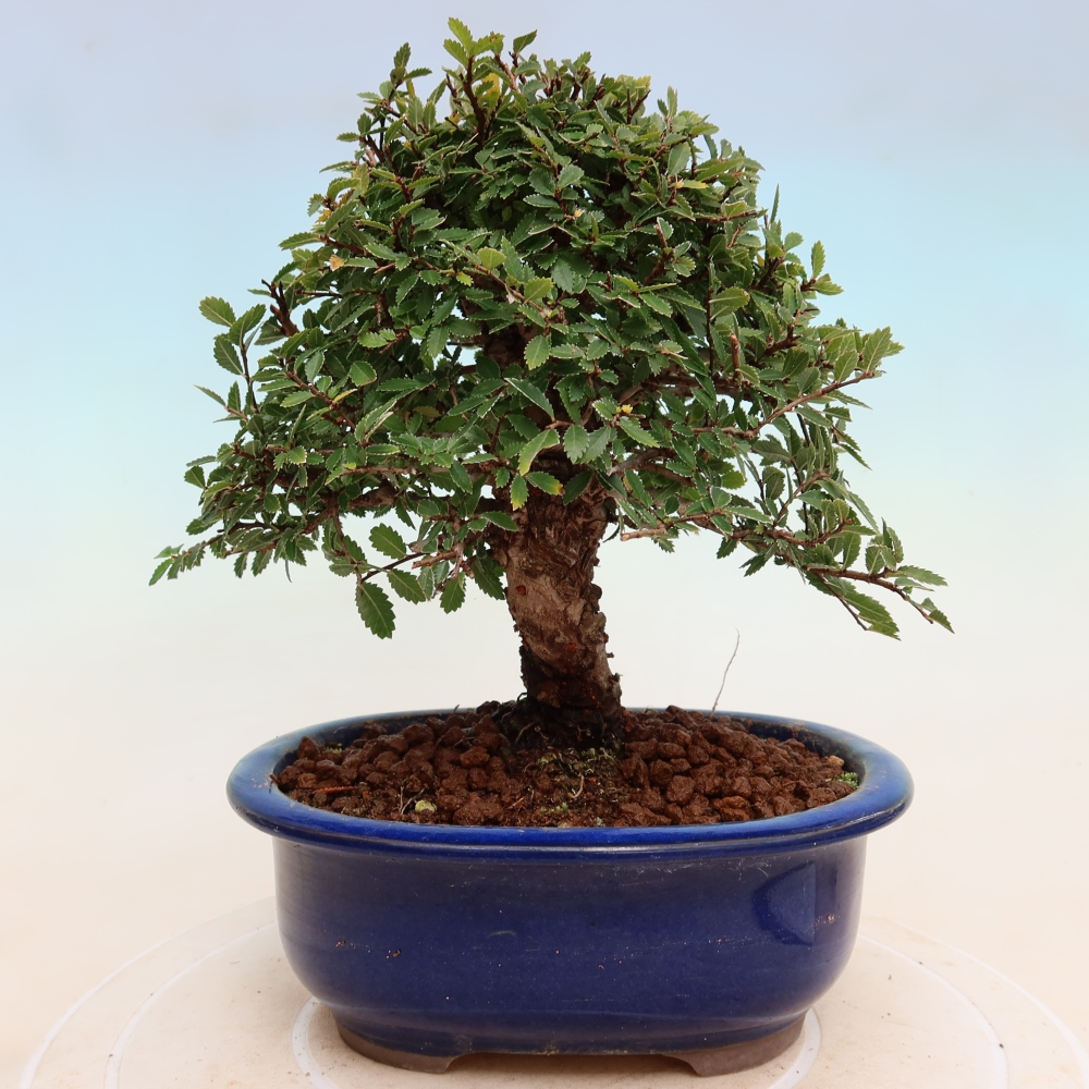 Bonsai da esterno - Zelkova - Zelkova NIRE