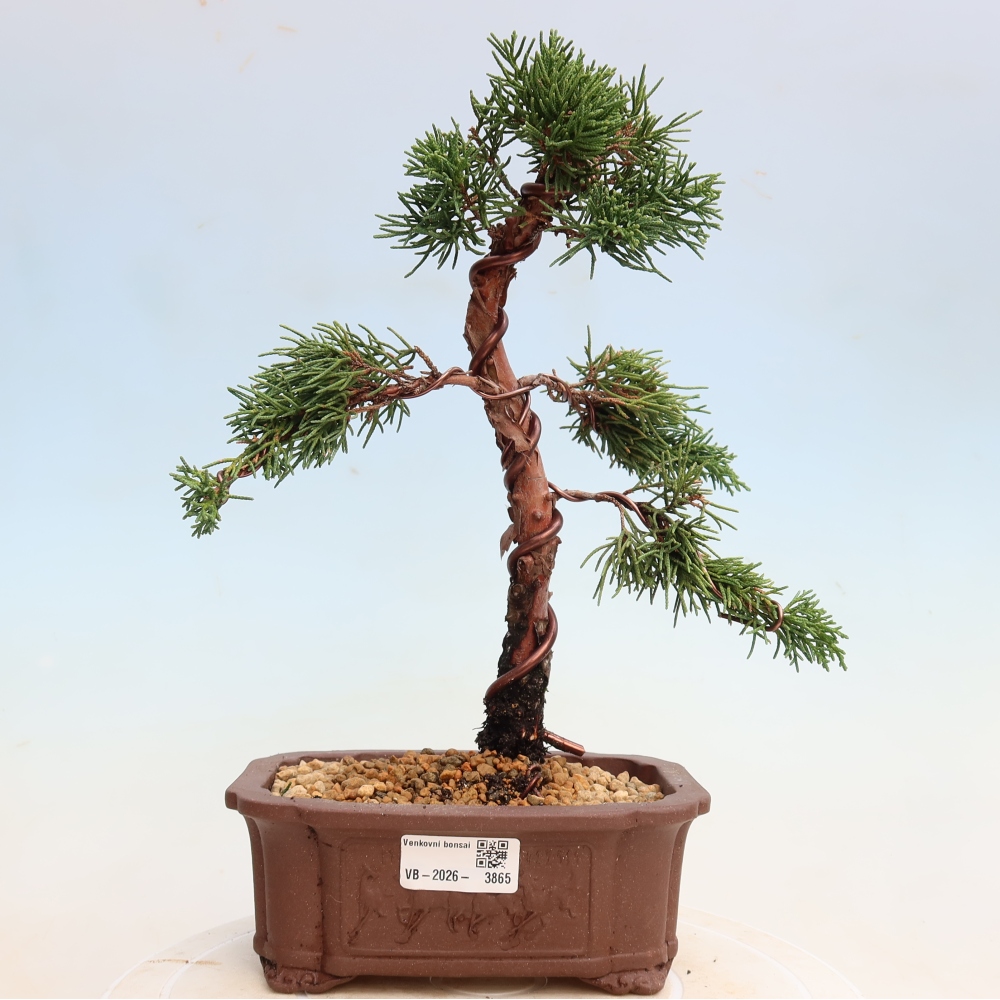 Bonsai da esterno - Juniperus chinensis Kishu