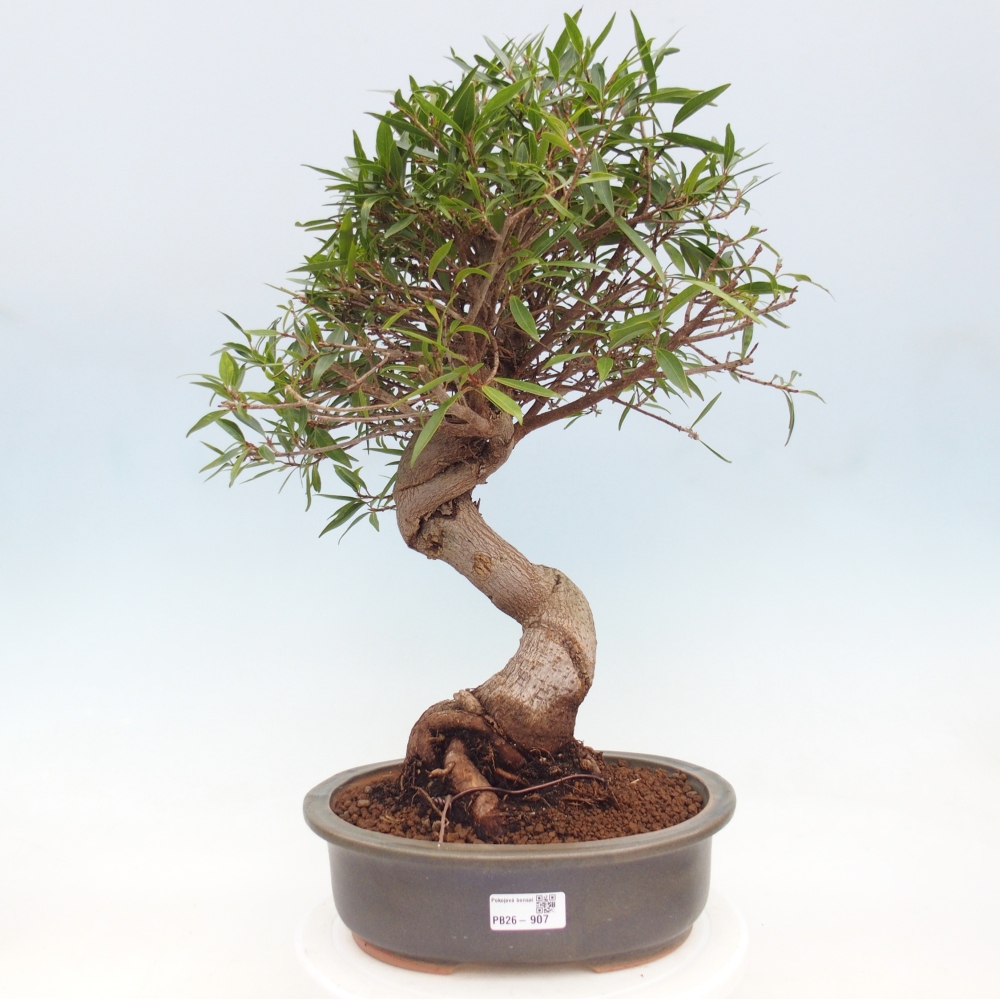 Camera bonsai - Ficus nerifolia - ficus a foglie piccole